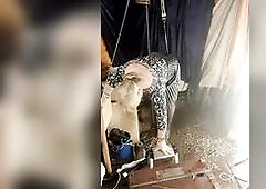 Lady stephanie klitt hanging