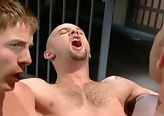 Playful Bald Man Sucks A Fat Dick Of His Passionate