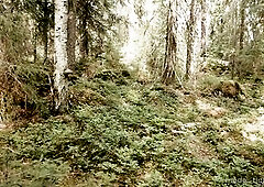 Forest Quickie with Excited Teen - Public Sex MV