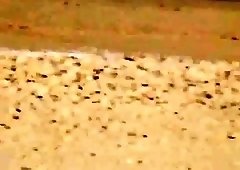 Beach voyeur finds a lustful young couple having hot sex