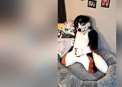 Angrybarks From The Vets Office Teaches Your How To Milk Your Puppy Boyfriend