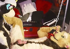 LiondogAri Group Sex Pt two