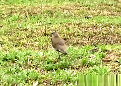 Latino Gays Intense Bareback Sex